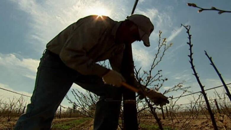 A farm worker wearing a hat and gloves