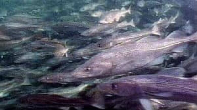 An underwater photo of several large codfish swimming together.