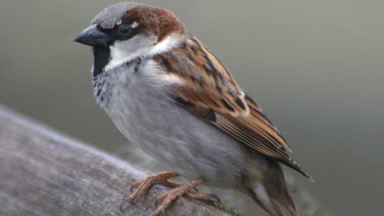 A house sparrow perched on a tree.