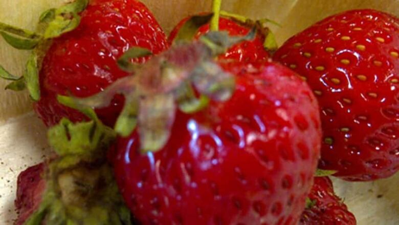 A close-up image of a few ripe strawberries.