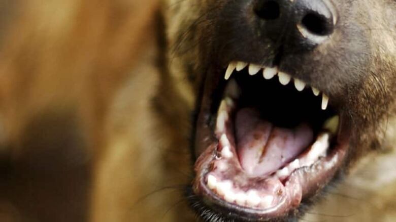 dog snarling