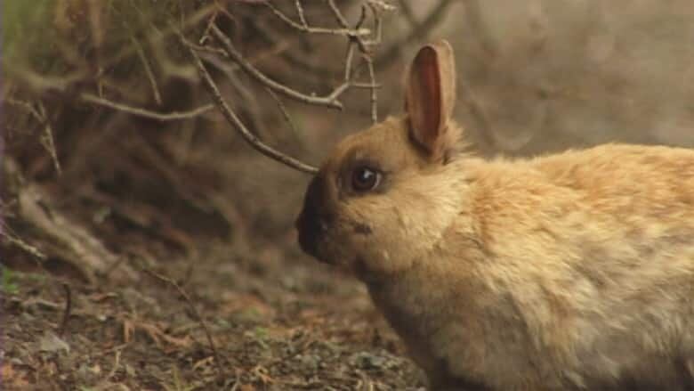 The provincial government deems that as soon as a pet rabbit is let loose, it becomes wildlife and falls under provincial jurisdiction. The province doesn't currently encourage re-homing feral rabbits; it encourages trapping them and putting them down.