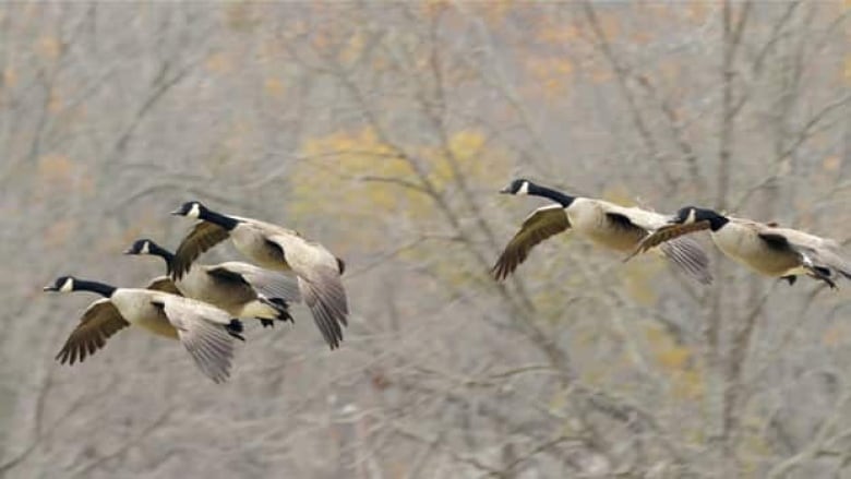 Geese flying with trees in background.