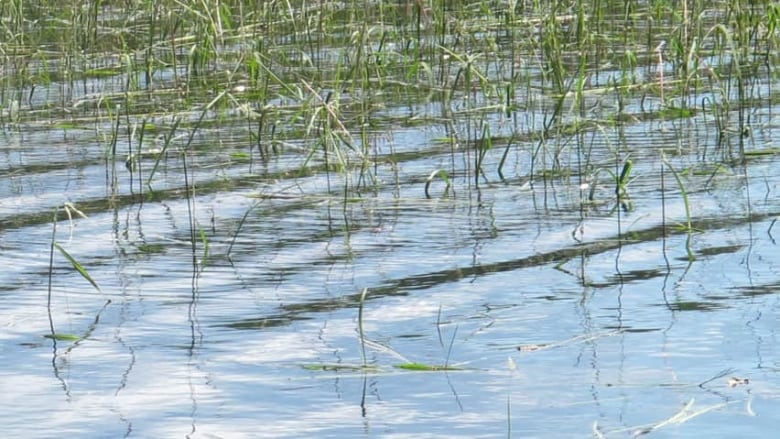 Grass grows in a pond.