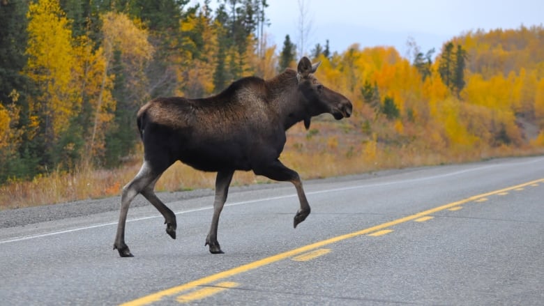 A moose crosses a road in the fall.