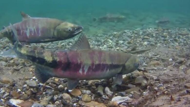 Fish seen swimming underwater. 