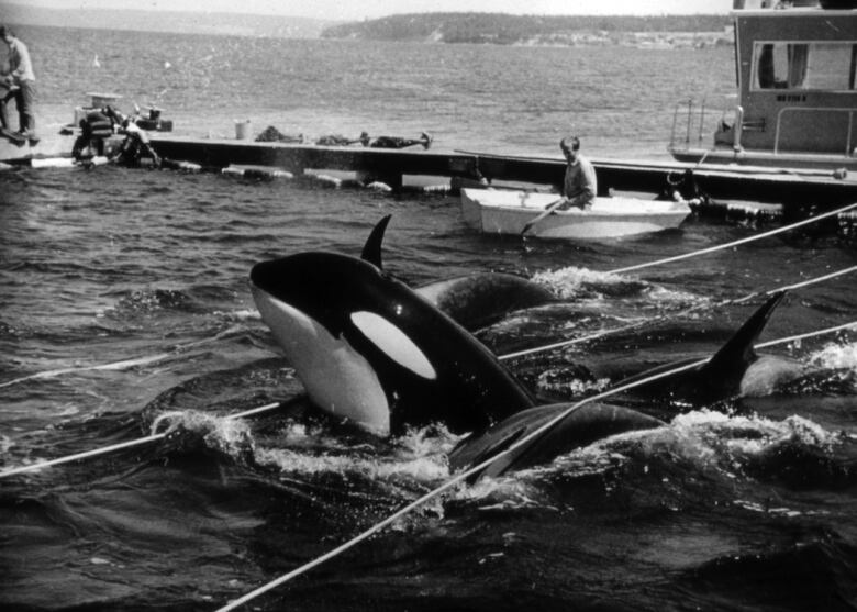 A photo of Lolita in 1970 after she has been caught.