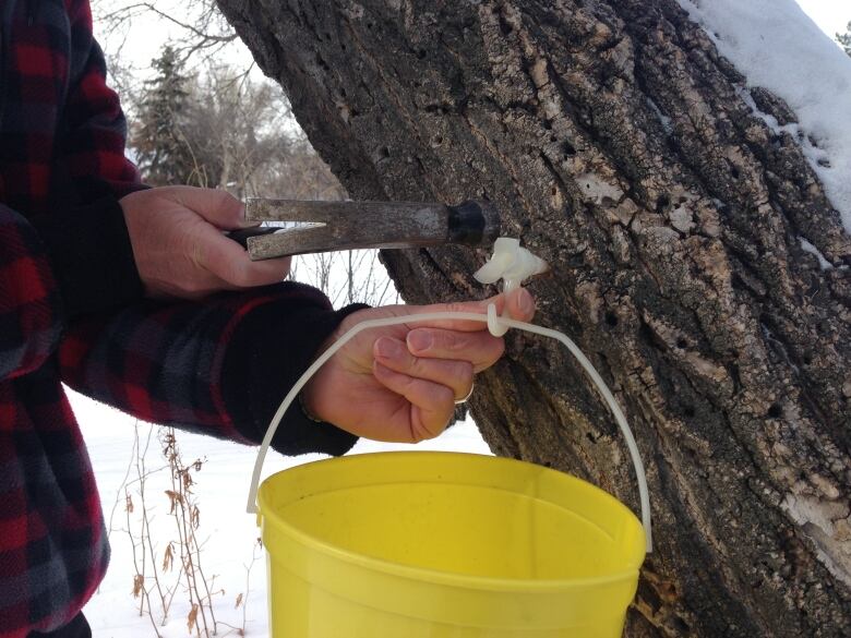 A person tapping a maple tree with a yellow bucket