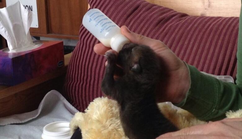 A small creature being bottlefed