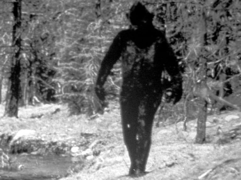 A film photo from 1977 depicts a tall dark figure walking towards the camera. In the background there appears to be pine trees. 