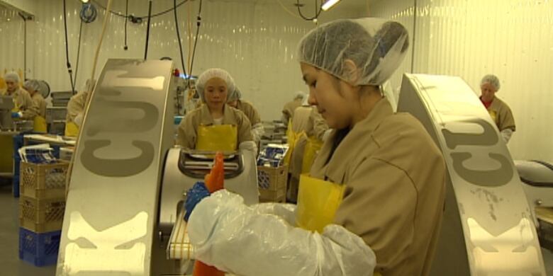 A profile shot of a woman wearing a sheer plastic shower cap, white plastic sleeves and blue rubber gloves, looks down at what looks like a large piece of salmon that she's holding out in front of her over a conveyor or piece of equipment. In the background are about 10 other workers in similar clothing at other workstations.