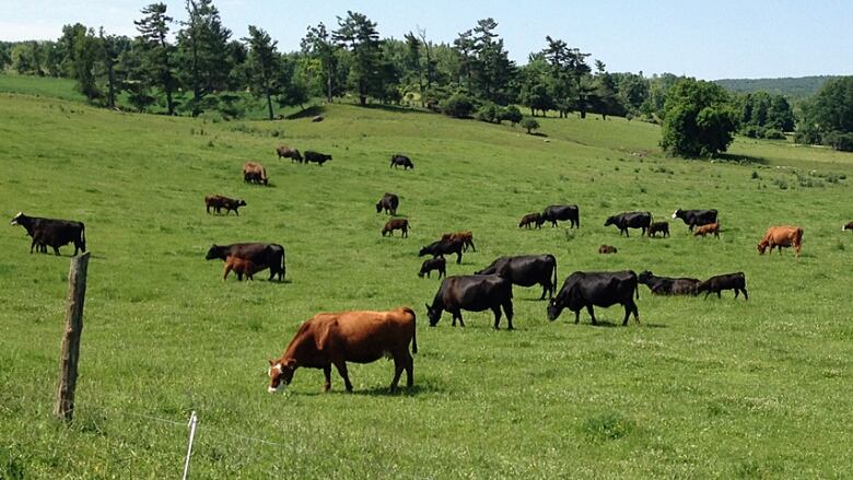 cows in a field