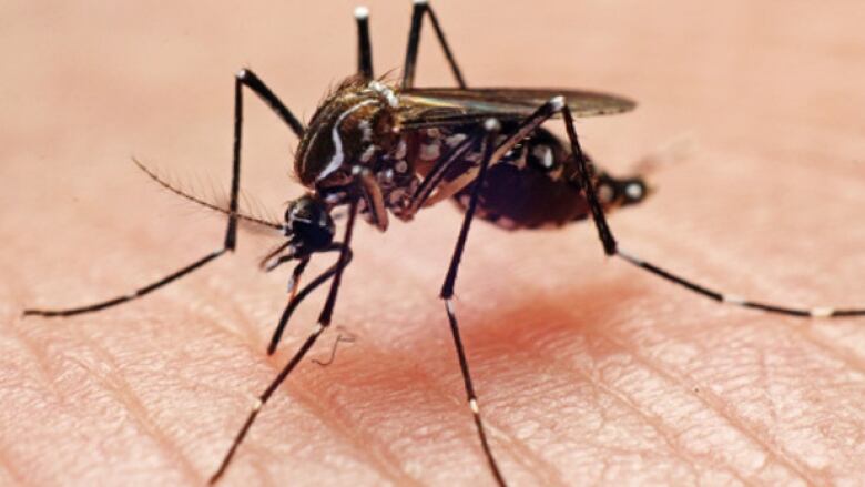 A close-up shot of a mosquito