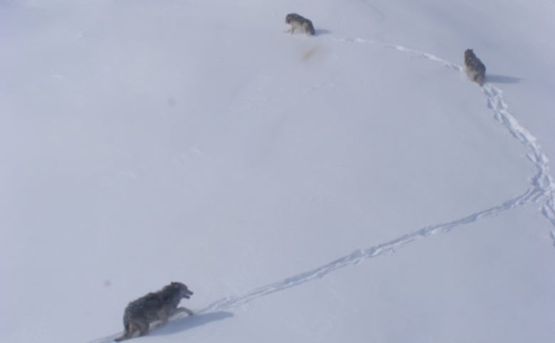 Three wolves make tracks in the snow.