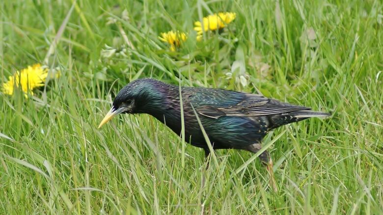 A starling looks for a snack