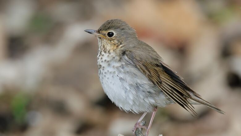 A bird with a white chest with brown speckles and brown feathers 