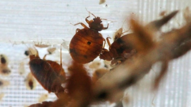 Bed bugs remain a persistent problem at many London residences. They're a particular problem in buildings where vulnerable tenants have difficulty preparing their suites for spraying.