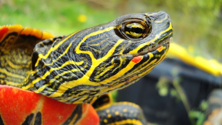 Environmental groups in central B.C. are organizing a weed pull this Friday to help restore the habitat of the western painted turtle.