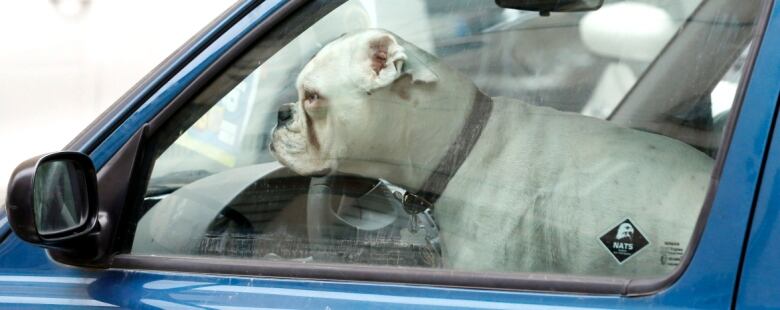 A dog looks out the driver's seat window of a blue vehicle.