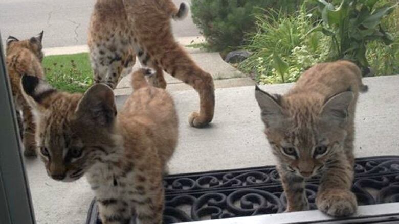 This bobcat family has been making the rounds in the southwest Calgary neighbourhood of Haysboro.