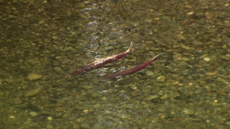 Two small Chinook hatchlings in B.C.'s Michie Creek.