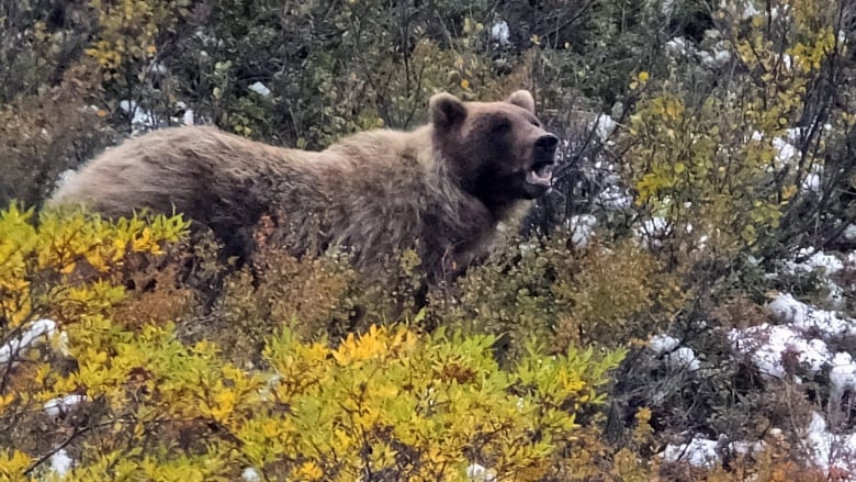 A grizzly bear in the bushes. 