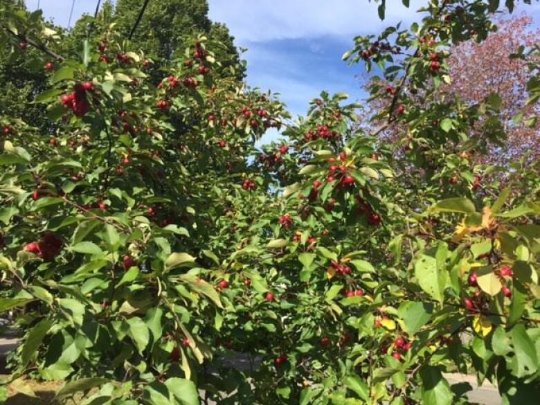 A close-up shot of crab apple trees.