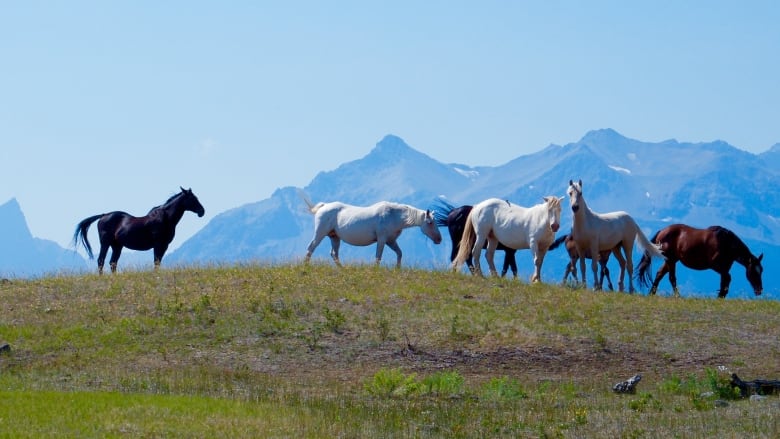 Wild horses grazing in a filed with mountains in the backdrop.