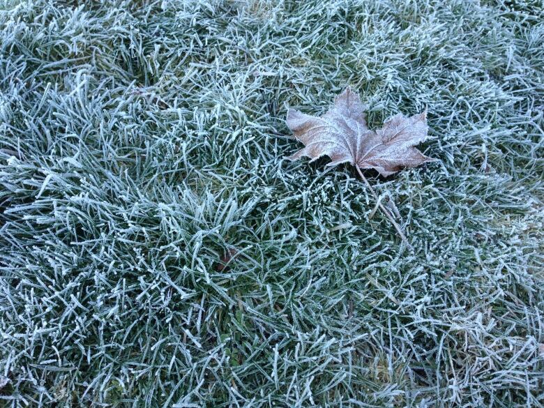 Frost on a lawn.