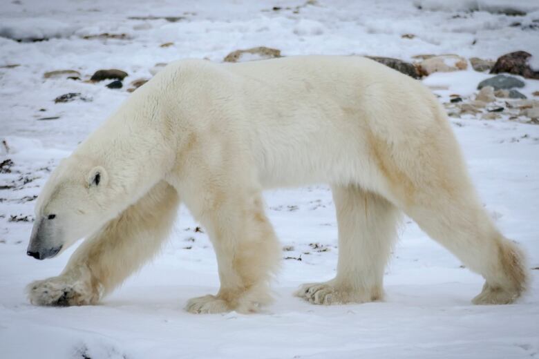 A polar bear walks in the snow.