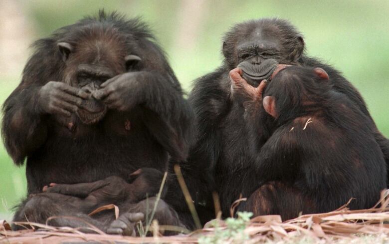 Two grown chimpanzees sit side by side, one with a baby chimp in its arms and the one  on the right is letting a young chimp on its lap pull the edges of its mouth upward in a funny looking smile. 