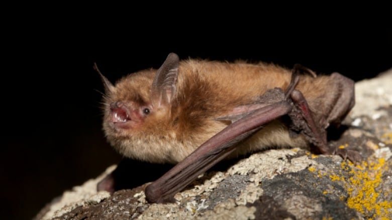 A little brown bat on a piece of wood. its mouth is open. 