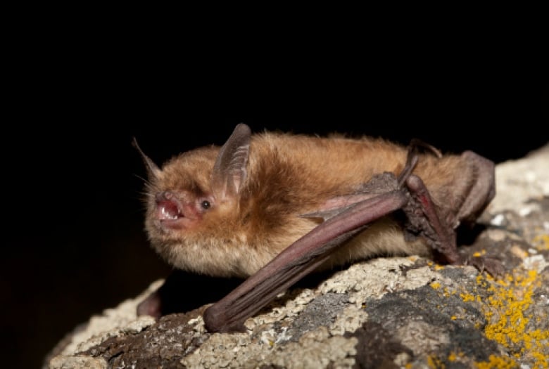 A little brown bat on a piece of wood. its mouth is open. 