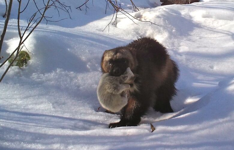 Andrew Manske captured what he believes is a world first  footage of wild wolverine kits. Their mother carries the pale grey, squealing, fluffy bundles outside the den while moving them to a new location in broad daylight.