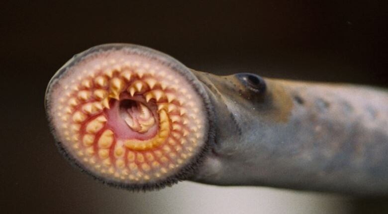 A frightening close up of a fish's mouth with many pointing teeth