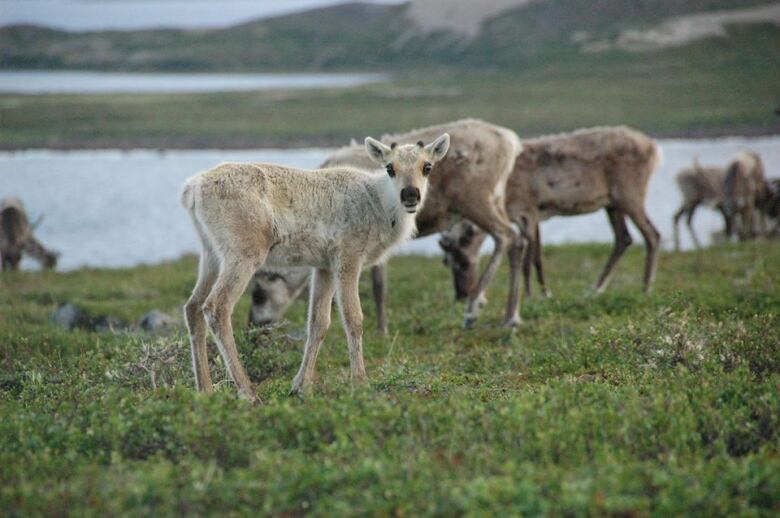 A young caribou looks at the camera.