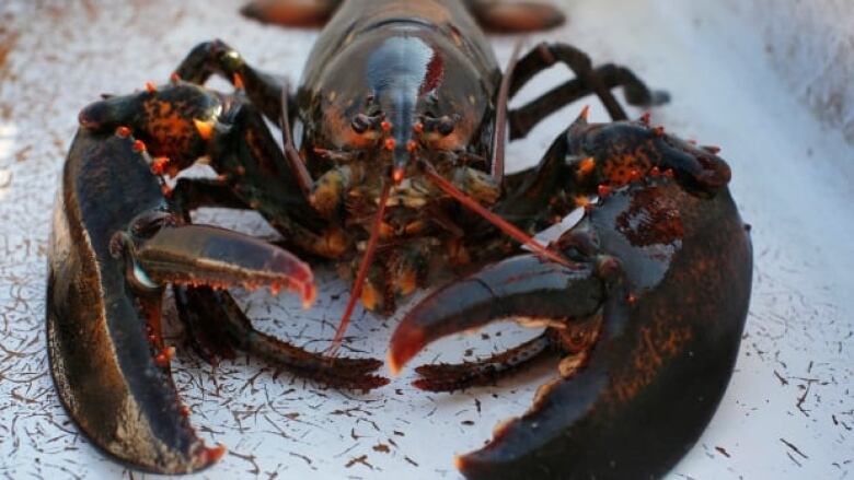 A lobster sits on a bench.