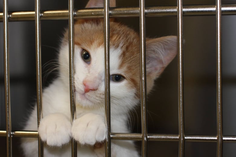 A cat looks out of its cage at the Toronto Humane Society.