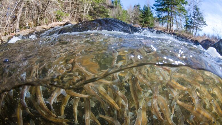 A river packed with small smelts 