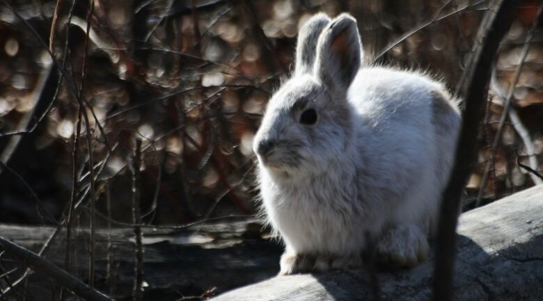 Alberta has mountain cottontail rabbits, snowshoe hares, white-tailed jackrabbits (a type of hare) and a variety of domestic rabbit breeds. Wild rabbits are grey to brown all year and hares are grey to brown in summer and white in winter. Domestic rabbits can be differentiated from wild rabbits by the variety of colours and sizes and are not protected by any of Albertas wildlife laws. 