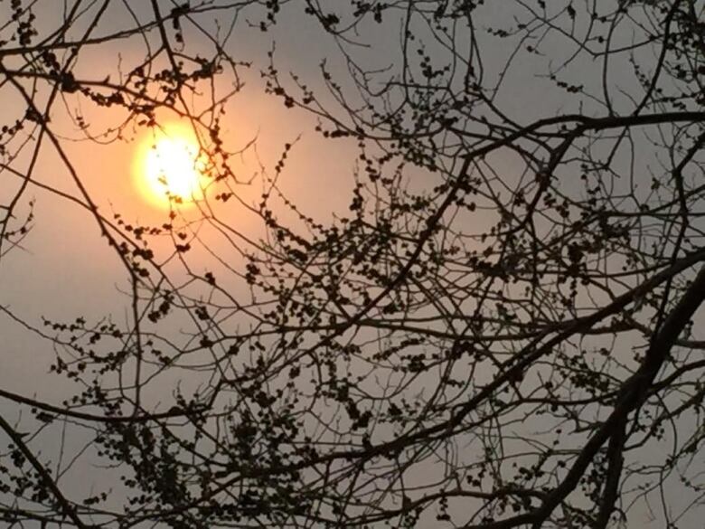 A blurry sun, covered by haze, is seen through the budding branches of a tree.