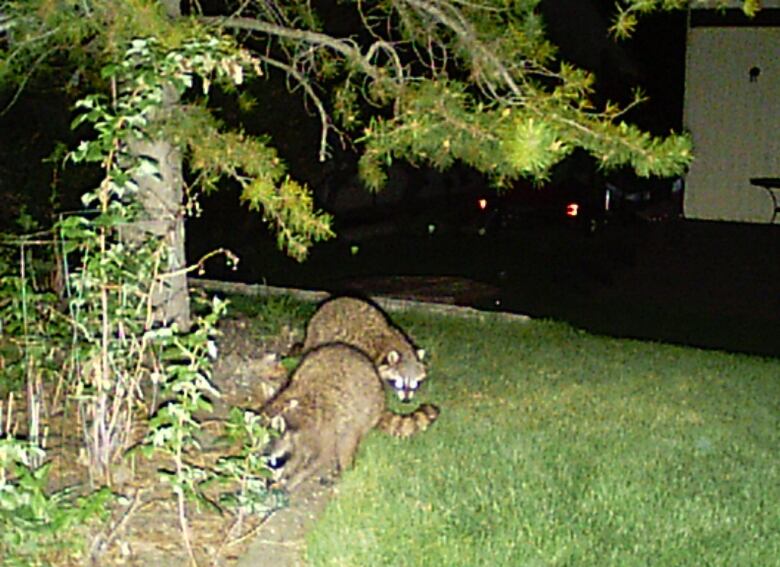 These raccoons were captured sneaking around at night time at a home in Woodlands. 