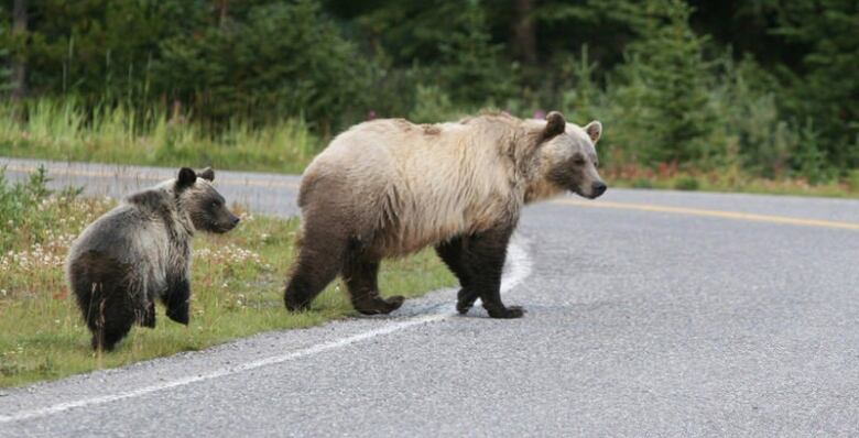 A grizzly bear and her cub is pictured crossing a road.