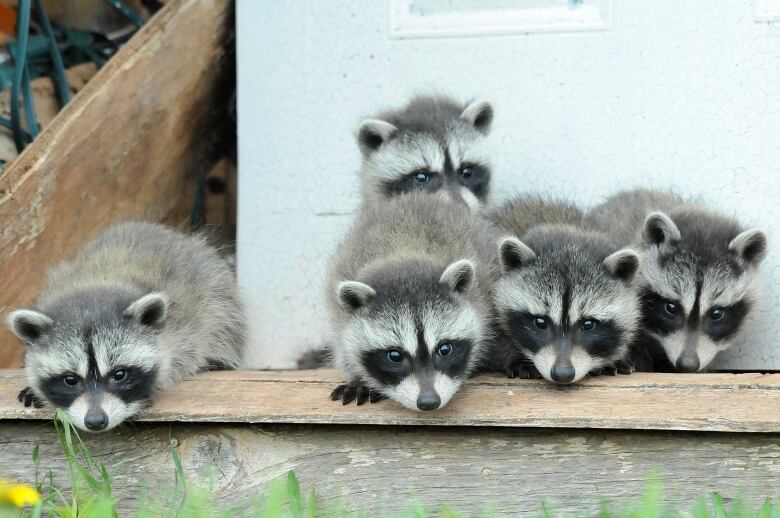 Small raccoons peer over the lid of a container