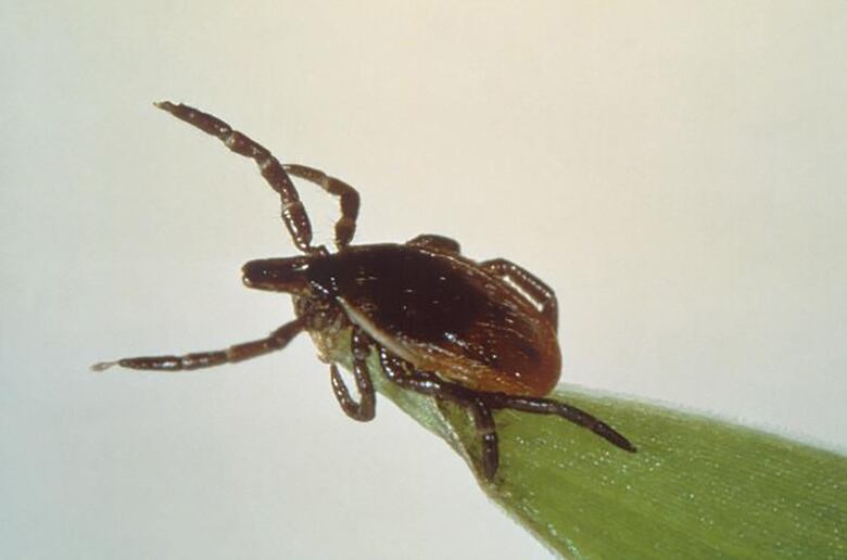 A black-legged tick reaches out from the tip of a green leaf.