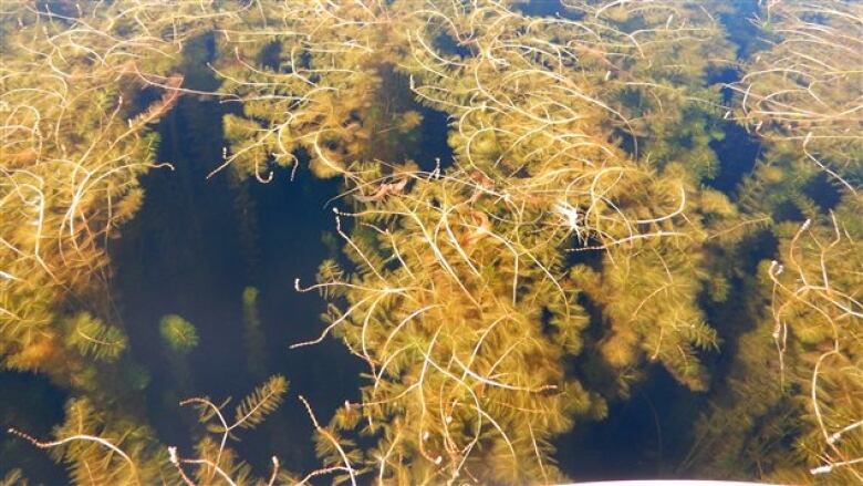 Eurasian Water-milfoil plants in a lake.