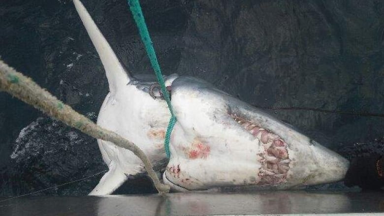 A shark is seen being pulled onto a boat by a green rope tied around its neck.