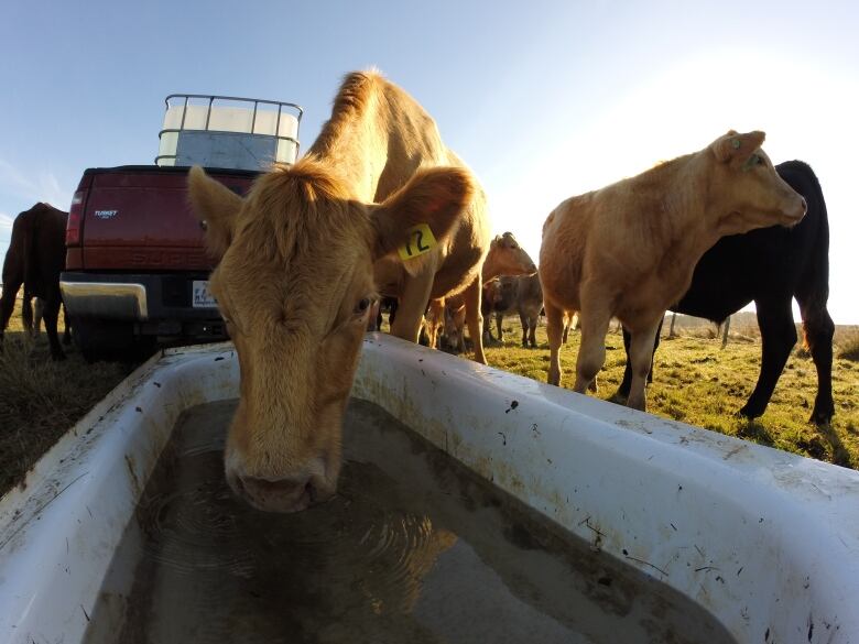 cattle drink from a bath tub 