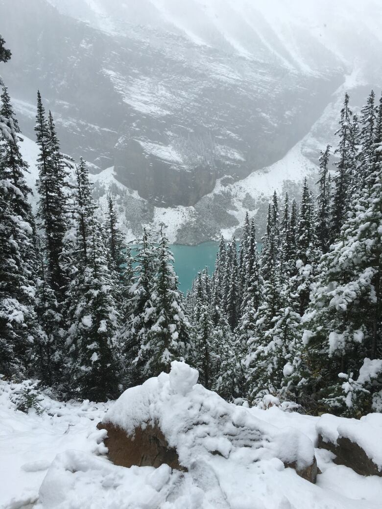 in the foreground, snow capped trees, behind them a blue lake and a snowy mountain