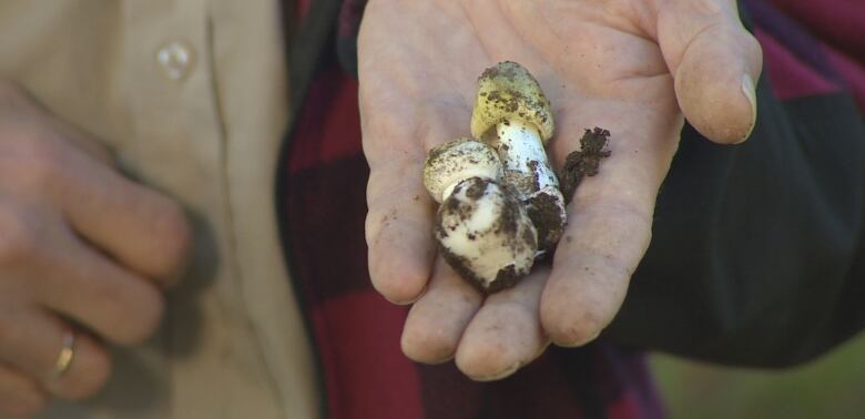 A man's hands hold a death cap mushroom that resembles puffballs.